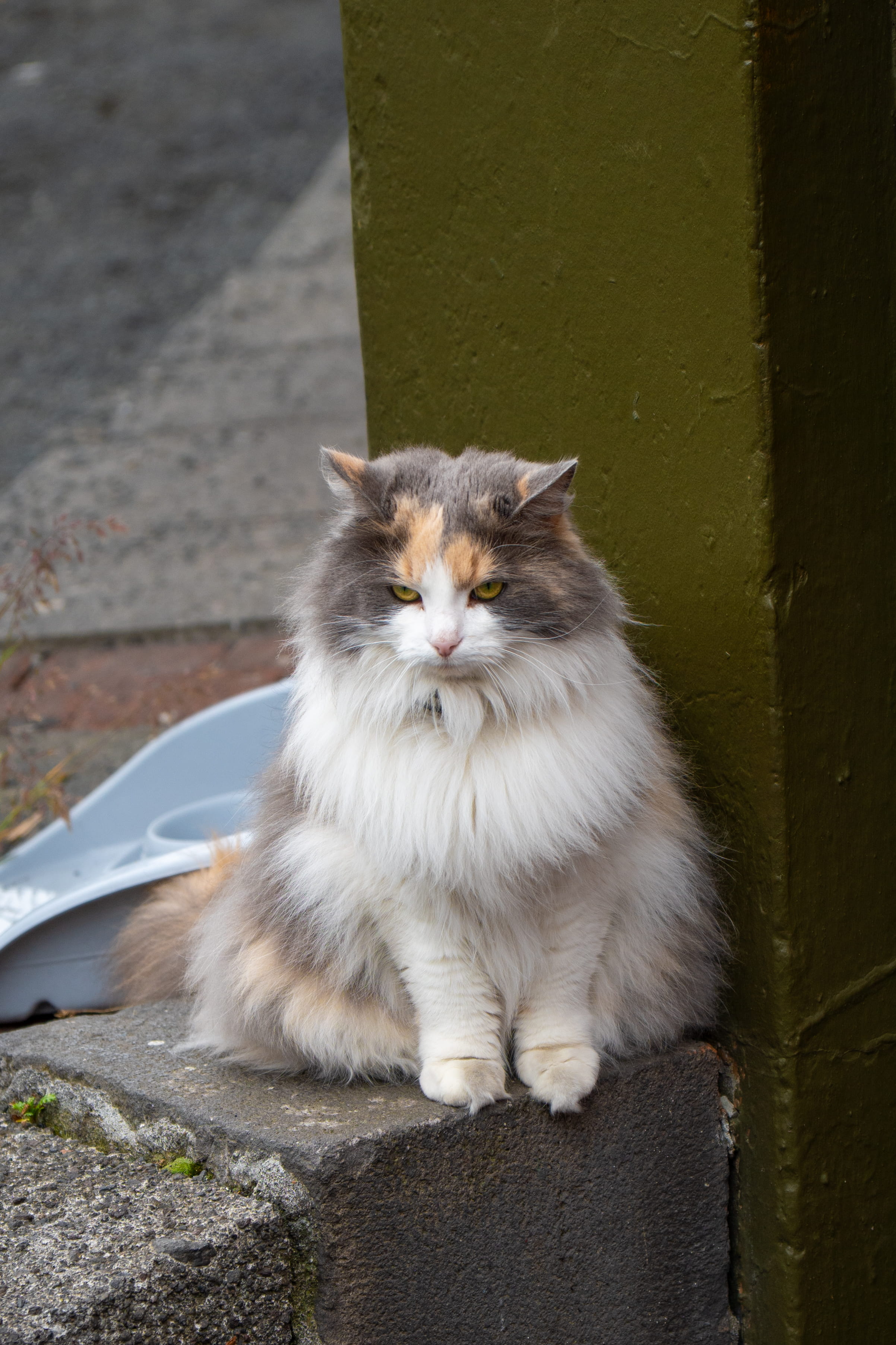 White, grey, and tan long-haired cat with green eyes